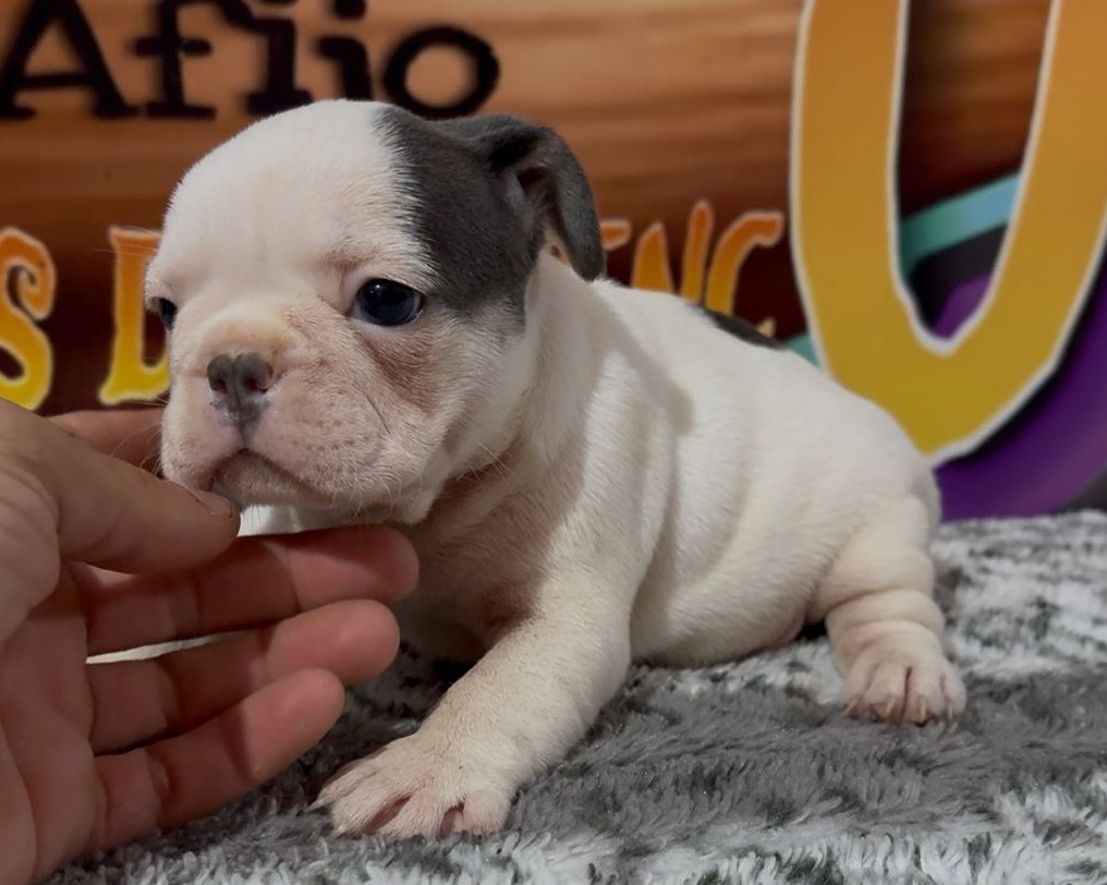 Bulldog frances Madrid