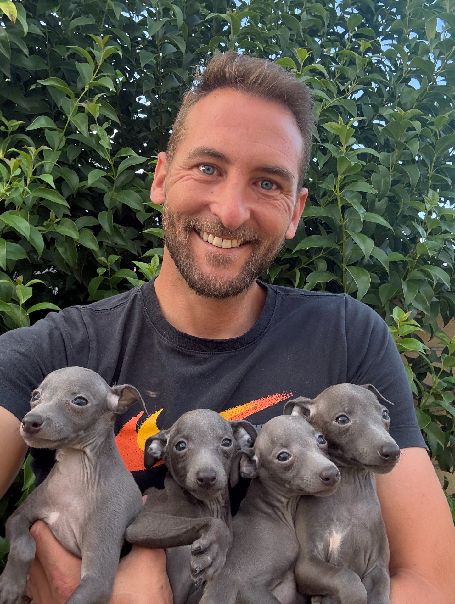 cachorros blue de galgo italiano, 